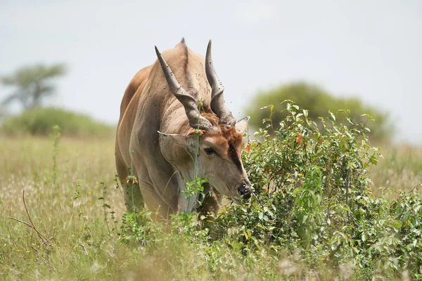 Common eland Taurotragus oryx também conhecido como Southern eland ou eland antílope em savana e planícies África Oriental — Fotografia de Stock