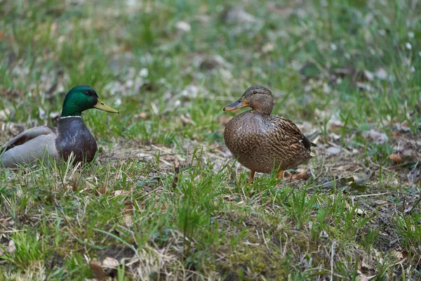 Mallard Anas platyrhynchos casal pato dabbling suíça — Fotografia de Stock