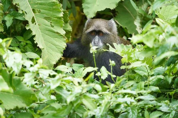 Kék majom diademed majom Cercopithecus mitis Portré Faj Óvilág szerzetes — Stock Fotó