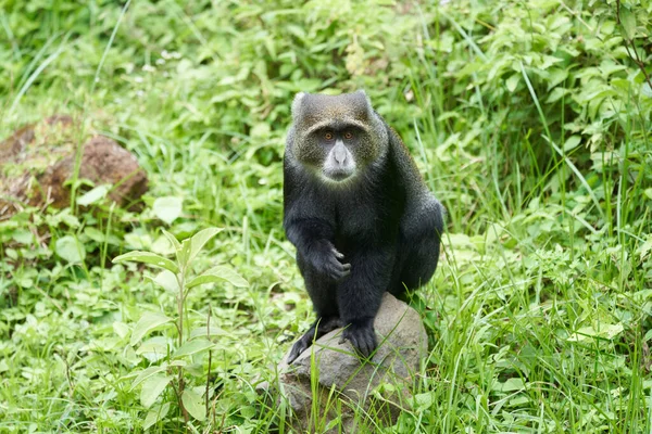 Kék majom diademed majom Cercopithecus mitis Portré Faj Óvilág szerzetes — Stock Fotó