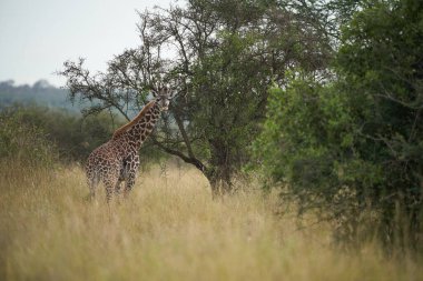 Zürafa Afrika Zürafa Safari Büyük Beş Afrika