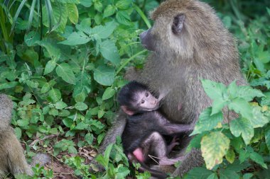 Olive babun baby Papio anubis Anubis babun Cercopithecidae Eski Dünya Maymunu