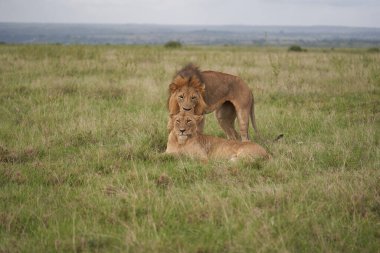 Aslan ve Dişi aslan Kenya Safari Çiftleşmesi