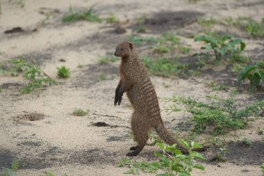  Guruplu firavun faresi Mungo Grubu Afrika Oynuyor