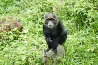 Mavi maymun eski dünya keşişinin Cercopithecus mitis portresi