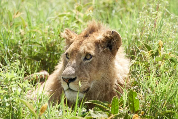 Een Jonge Leeuw in de morgen zon van Ngorongoro krater Serengeti — Stockfoto