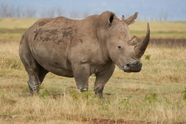 Rinoceronte - Rinoceronte com Rinoceronte-branco-pássaro Rinoceronte-de-lábios-quadrados Ceratotherium simum — Fotografia de Stock