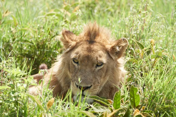 Een Jonge Leeuw in de morgen zon van Ngorongoro krater Serengeti — Stockfoto