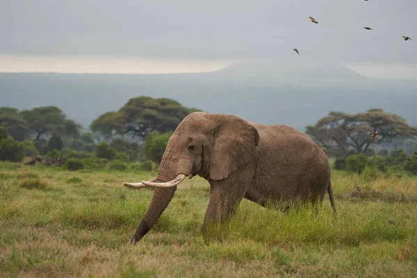 Olifant grote grote Tosker Amboseli - Big Five Safari -Baby Afrikaanse bush olifant Loxodonta africana — Stockfoto
