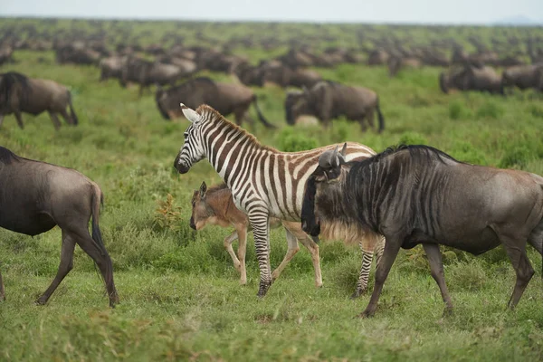 Grote migratie Serengeti Gnu Wildebeest Zebra Connochaetes taurinus — Stockfoto