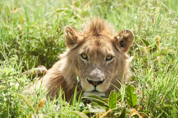 Een Jonge Leeuw in de morgen zon van Ngorongoro krater Serengeti — Stockfoto