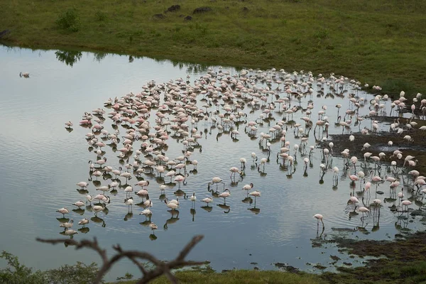 Flamingo Phoenicopteridae vadeando África hermoso colorido Lago Reflexión — Foto de Stock