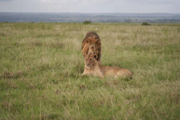 Lion and Lioness Kenya Safari Savanna Mating