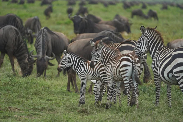 Grote migratie Serengeti Gnu Wildebeest Zebra Connochaetes taurinus — Stockfoto