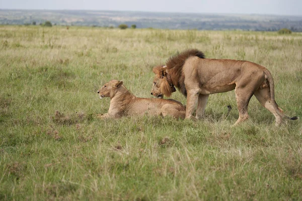 Lion and Lioness Kenya Safari Savanna Mating