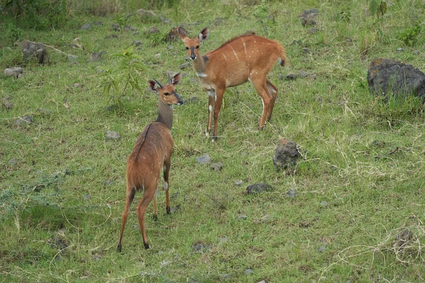 Lowland Nyala Tragelaphus angasii Boynuzlu antilop Afrika — Stok fotoğraf