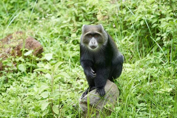 Modrá opice Diademed monkey Cercopithecus mitis Portrét Druh starého světa monke — Stock fotografie