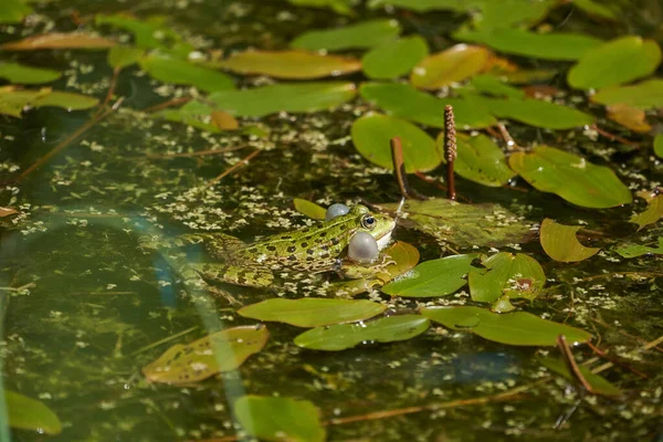 Su kurbağası Pelophylax yeşil gölde. Gözleri ve mesanesi çok güzel yansıyor. — Stok fotoğraf