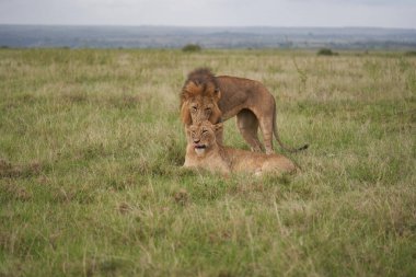 Aslan ve Dişi aslan Kenya Safari Çiftleşmesi