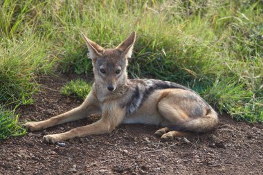 Altın Çakal Canis Aureus Safari Vahşi Portresi