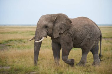 Fil Büyük Tusker Amboseli - Büyük Beş Safari Bebek Afrika çalı fili Loxodonta africana