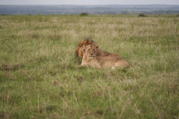 Leeuw en leeuwin Kenia Safari Savanne Paring — Stockfoto