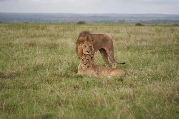 Lion et lionne Kenya Safari Savanna Mating — Photo