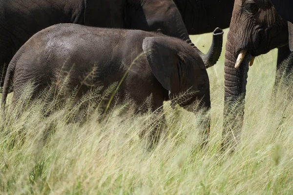 Olifant Baby Amboseli - Big Five Safari -Baby Afrikaanse bush olifant Loxodonta africana — Stockfoto