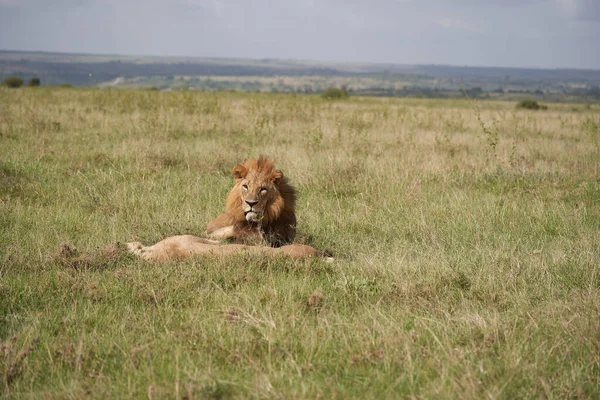 Lion and Lioness Kenya Safari Savanna Mating