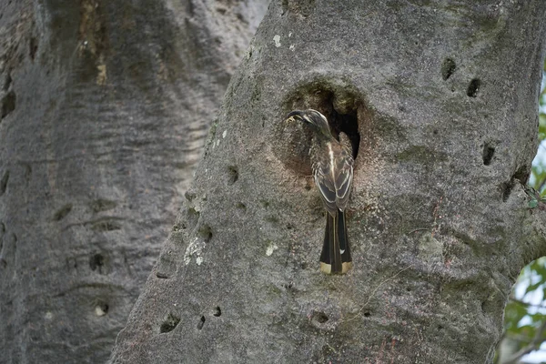 Der afrikanische Graue Hornvogel Lophoceros nasutus tropisch in der Nähe von Passanten, die in der Alten Welt gefunden wurden. Afrika. Porträt mit Nahrungsinsekt — Stockfoto