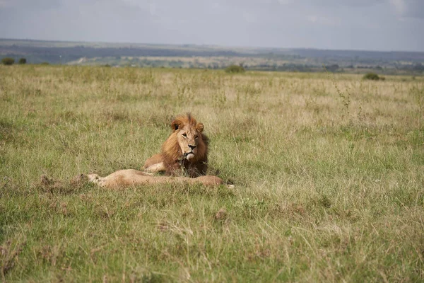 Leeuw en leeuwin Kenia Safari Savanne Paring — Stockfoto