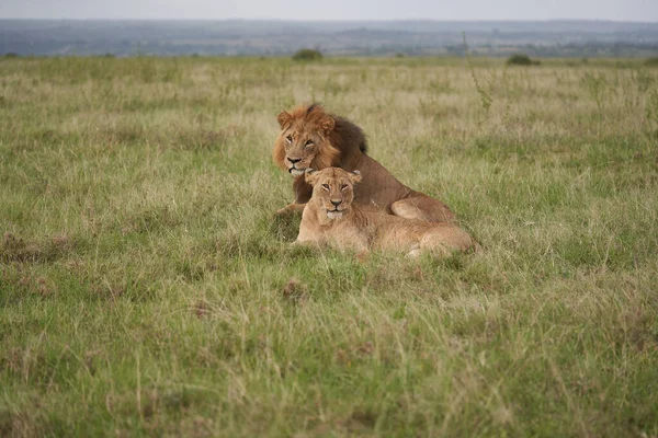 León y Leona Kenia Safari Savanna Mating — Foto de Stock