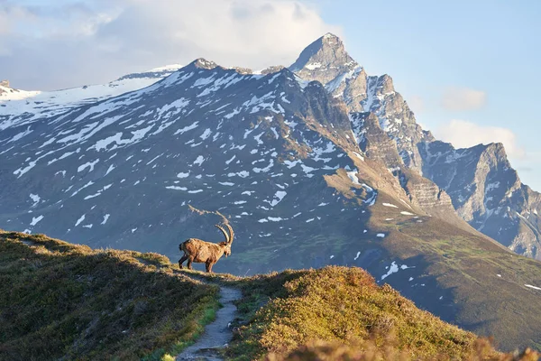 Capricornio Alpino Ibex Capra ibex Montaña Alpes suizos —  Fotos de Stock