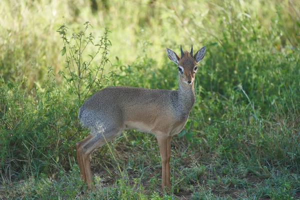 Şirin Dik Afrika Safari Gras Vahşi — Stok fotoğraf