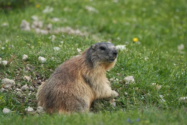 Marmota alpina Marmota Marmota Suiza Alpes —  Fotos de Stock