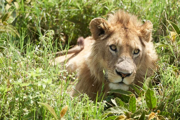 Een Jonge Leeuw in de morgen zon van Ngorongoro krater Serengeti — Stockfoto