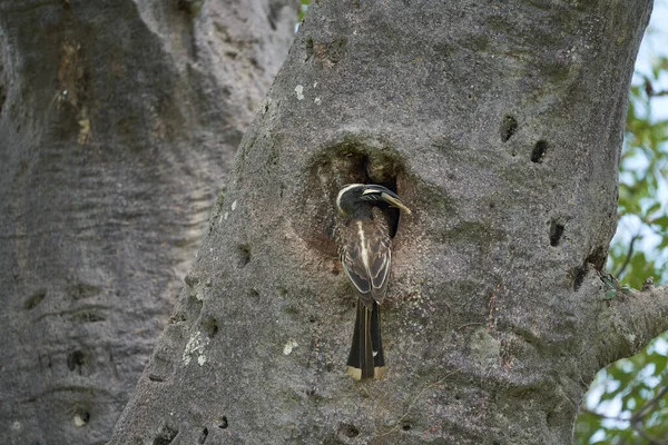 Der afrikanische Graue Hornvogel Lophoceros nasutus tropisch in der Nähe von Passanten, die in der Alten Welt gefunden wurden. Afrika. Porträt mit Nahrungsinsekt — Stockfoto