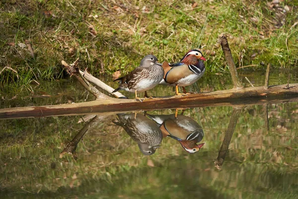 Mandarim pato Aix galericulata poleiro casal água reflexão cores — Fotografia de Stock