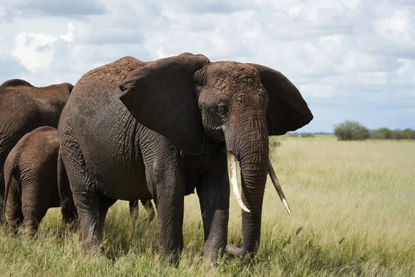 Olifant grote grote Tosker Amboseli - Big Five Safari -Baby Afrikaanse bush olifant Loxodonta africana — Stockfoto