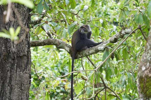 Mono azul mono diademed Cercopithecus mitis Retrato Especies de mono del Viejo Mundo — Foto de Stock