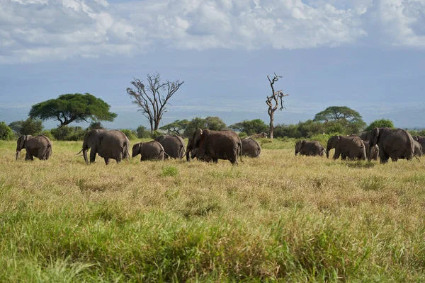 Elephant Group Amboseli - Big Five Safari -Kilimanjaro African bush elephant Loxodonta africana