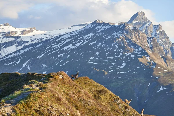 Capricornio Alpino Ibex Capra ibex Montaña Alpes suizos —  Fotos de Stock