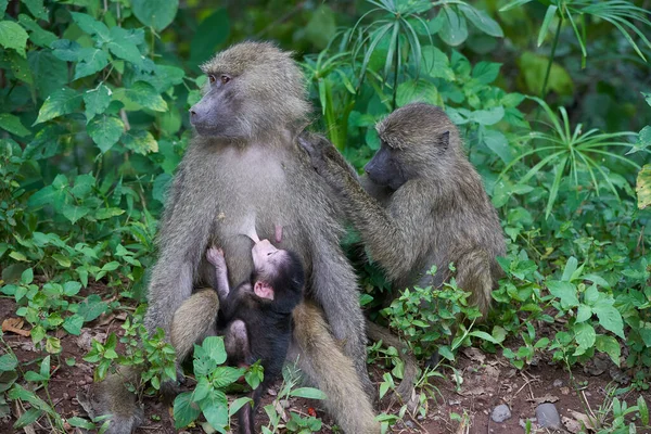 올리브 비비 새끼 파 피오 아누비스 아누비스 비비 Cercopithecidae 구세계 원숭이 — 스톡 사진