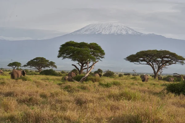 Amboseli - Big Five Safari -Kilimanjaro African bush elephant Loxodonta africana