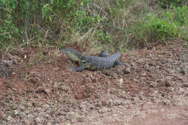 Нильский монитор Varanus niloticus большой член семейства мониторов Varanidae — стоковое фото