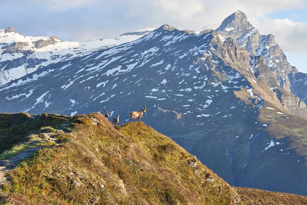 Capricornio Alpino Ibex Capra ibex Montaña Alpes suizos —  Fotos de Stock