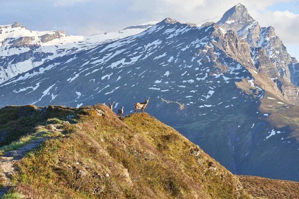 Capricornio Alpino Ibex Capra ibex Montaña Alpes suizos —  Fotos de Stock