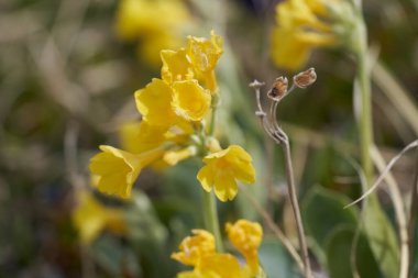 Primula auricula dağ ineği kulağı Primulaceae Macro taşır.