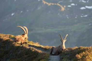 Oğlak Alp Albex Capra dağ keçisi İsviçre Alpleri