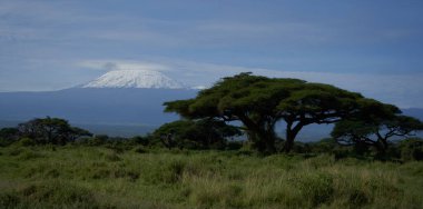  Amboseli - Büyük Beş Safari - Kilimanjaro Afrika çalı fili Loxodonta africana